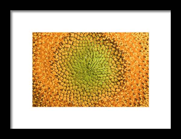 Mp Framed Print featuring the photograph Common Sunflower Helianthus Annuus #1 by Cyril Ruoso