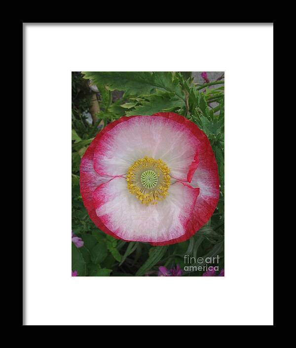 Flower Framed Print featuring the photograph Concentration #1 by Holy Hands