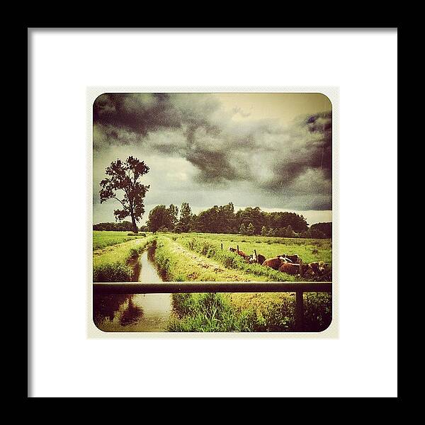 Beautiful Framed Print featuring the photograph #cows In The Field #1 by Wilbert Claessens