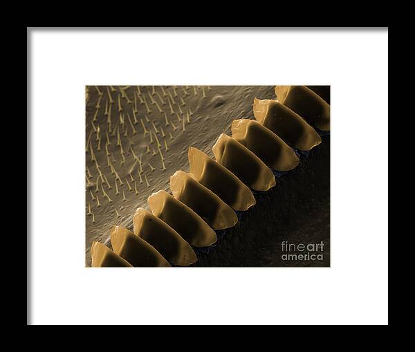 Field Cricket Framed Print featuring the photograph Cricket Sound Comb, Sem #1 by Ted Kinsman