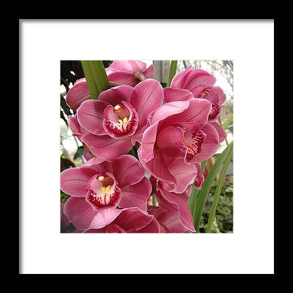 Textgram Framed Print featuring the photograph Cymbidium Orchid #flower #flowers #1 by Dave Lee