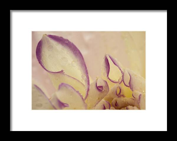 Dahlia Framed Print featuring the photograph Dahlia Close up #1 by Jean Noren