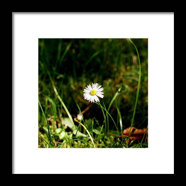 Daisy Framed Print featuring the photograph Daisy Daisy #1 by Abbie Shores