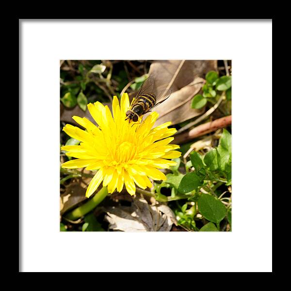 Dandelion Framed Print featuring the photograph Dandelion and the Bee #1 by Wanda Brandon