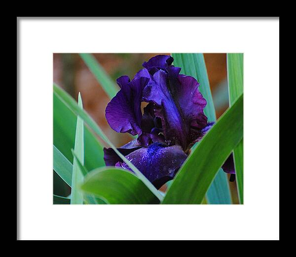 Beautiful Framed Print featuring the photograph Dark Purple Iris by Jai Johnson