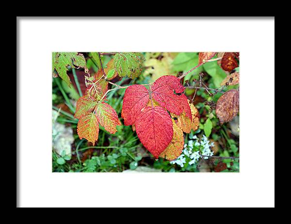 Fall Framed Print featuring the photograph Deep Wood Red #1 by Louise Mingua