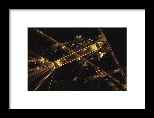 00082715 Framed Print featuring the photograph Diatoms Antarctica #1 by Flip Nicklin