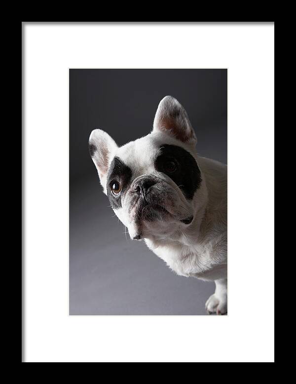 Vertical Framed Print featuring the photograph Dog #1 by Chris Amaral