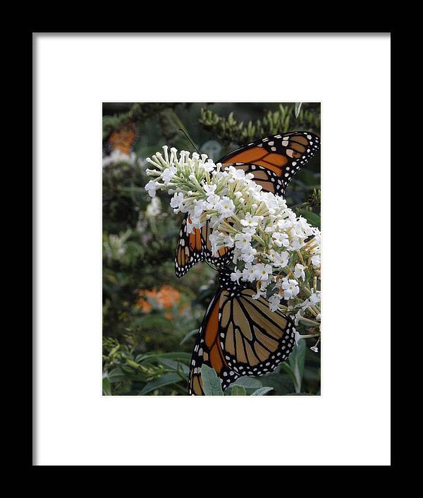 Monarch Framed Print featuring the photograph Double Beauty by Kim Galluzzo Wozniak
