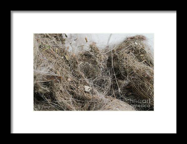 Allergen Framed Print featuring the photograph Dust Ball #1 by Photo Researchers, Inc.