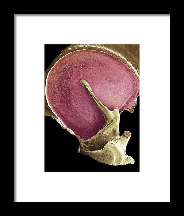 Tympanic Membrane Framed Print featuring the photograph Eardrum, Sem #1 by Steve Gschmeissner