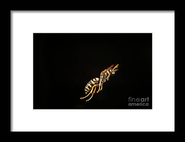 Eastern Yellow Jacket Framed Print featuring the photograph Eastern Yellow Jacket Wasp In Flight #1 by Ted Kinsman
