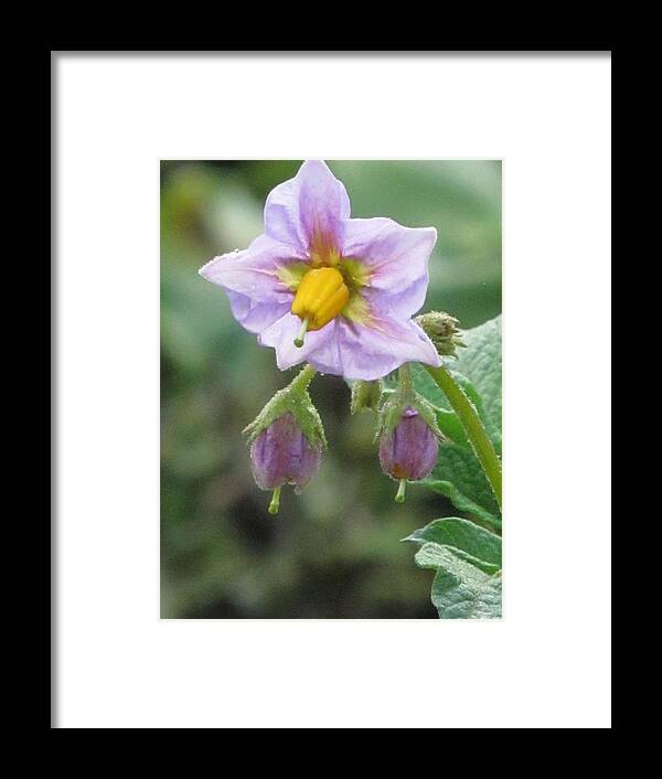 Eggplant Framed Print featuring the photograph Eggplant Flower #1 by Alfred Ng