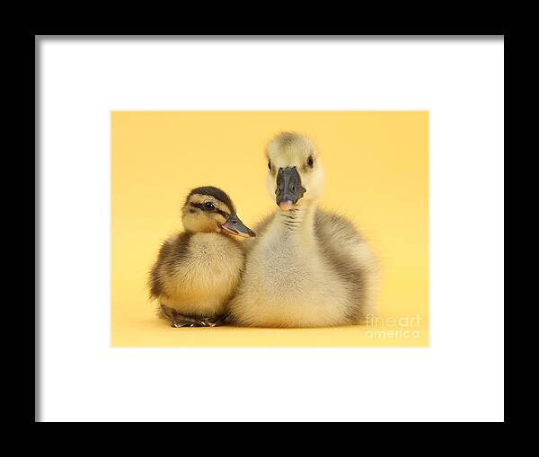 Nature Framed Print featuring the photograph Embden X Greylag Gosling And Mallard #1 by Mark Taylor
