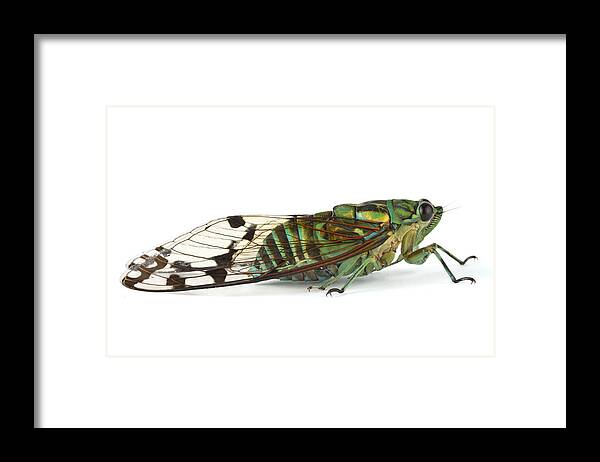 00478965 Framed Print featuring the photograph Emerald Cicada Barbilla Np Costa Rica #1 by Piotr Naskrecki