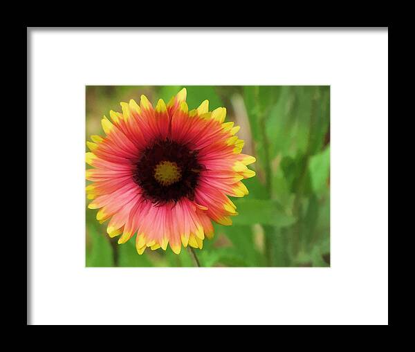 Flower Framed Print featuring the photograph Enough Of The Flowers #1 by John Crothers
