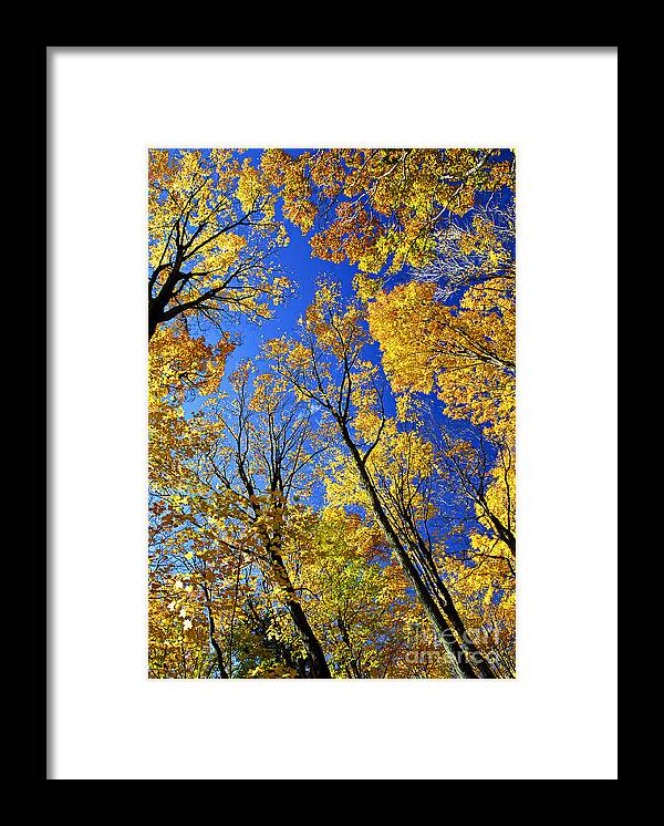 Autumn Framed Print featuring the photograph Fall maple trees 1 by Elena Elisseeva