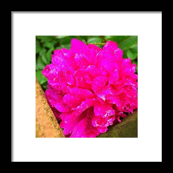 Pink Framed Print featuring the photograph #flower #pink #nature #natural #trees #1 by Stephen Mullenger