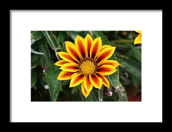 Flower Framed Print featuring the photograph Flower #1 by Scott Brown