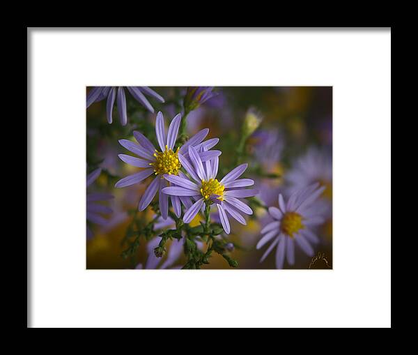 Flowers Framed Print featuring the photograph Flowers on Blue Ridge Parkway #1 by T Cairns