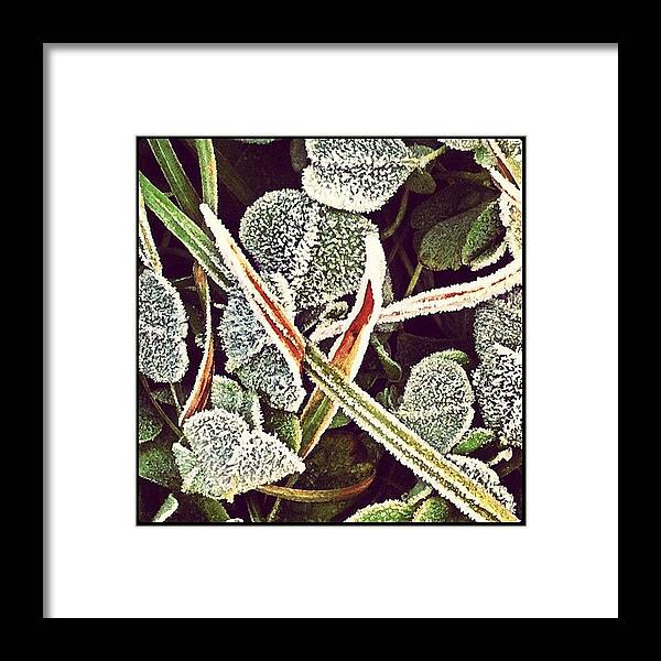 Clover Framed Print featuring the photograph Frosted Clover #1 by Kim Gourlay