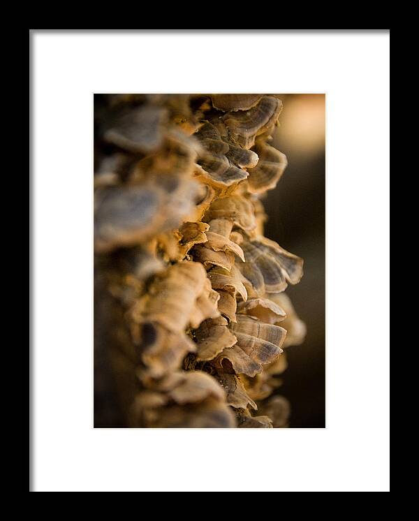 Cindys Photo Framed Print featuring the photograph Fungi #1 by Cindy Tiefenbrunn