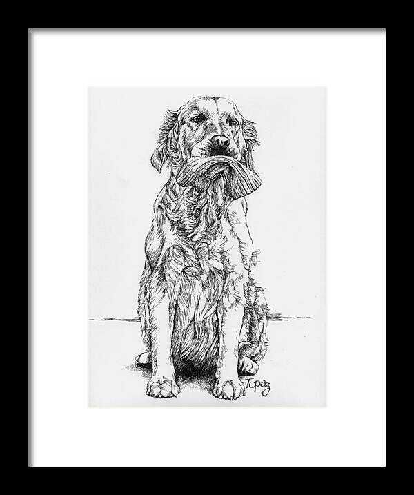 Golden Framed Print featuring the drawing Golden with Mitt #1 by Patrice Clarkson