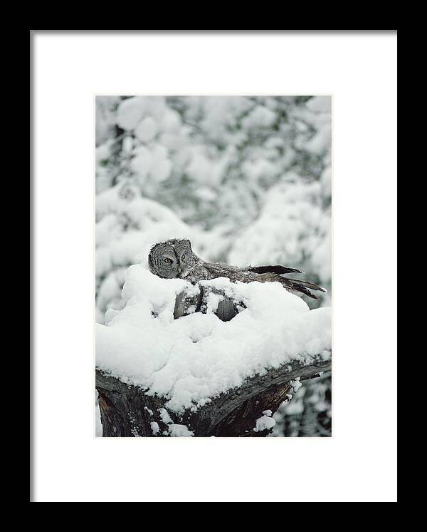 Mp Framed Print featuring the photograph Great Gray Owl Strix Nebulosa Parent #1 by Michael Quinton