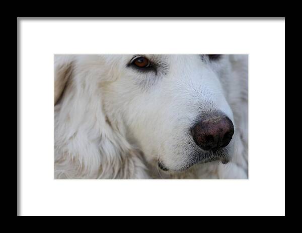 Dog Framed Print featuring the photograph Great Pyrenees by Kim Galluzzo Wozniak