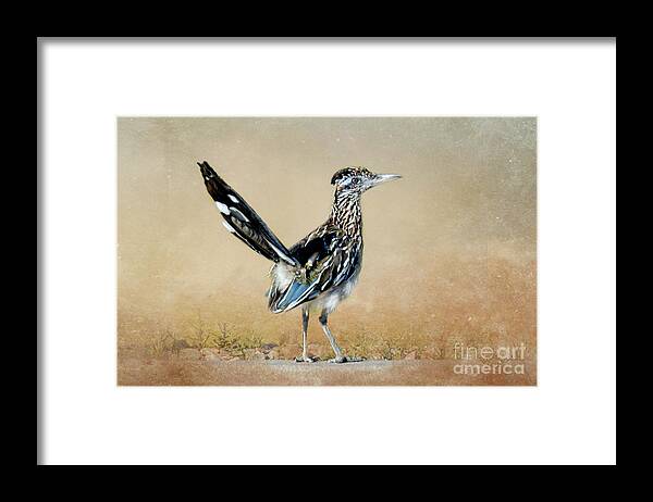 Greater Roadrunner Framed Print featuring the photograph Greater Roadrunner #1 by Betty LaRue