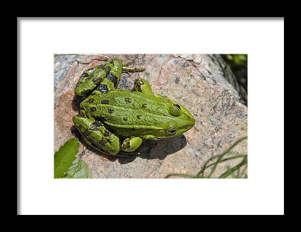 Frog Framed Print featuring the photograph Green frog #2 by Matthias Hauser