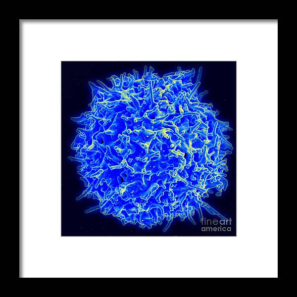 Biology Framed Print featuring the photograph Healthy Human T Cell, Sem by Science Source