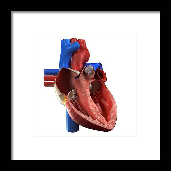 Square Framed Print featuring the digital art Heart Anatomy, Artwork #1 by Sciepro