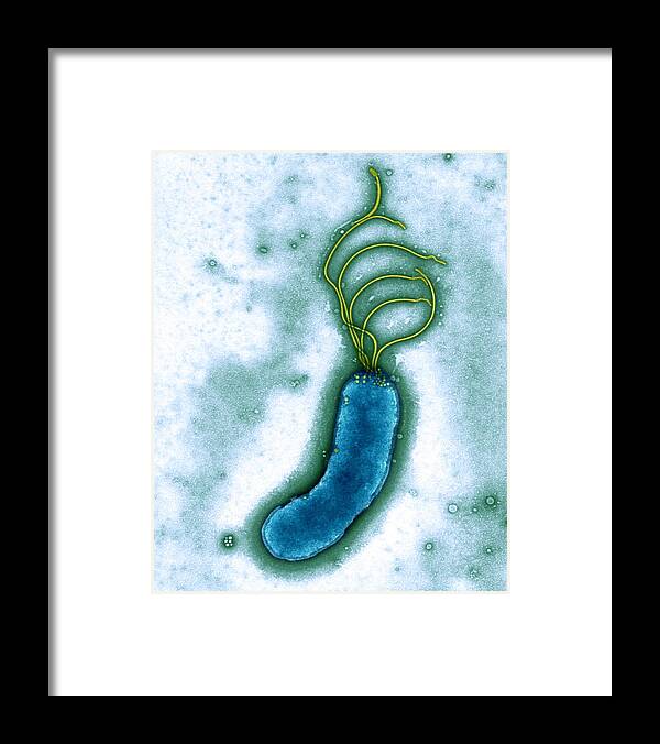 Helicobacter Pylori Framed Print featuring the photograph Helicobacter Pylori Bacterium, Tem #1 by Biomedical Imaging Unit, Southampton General Hospital