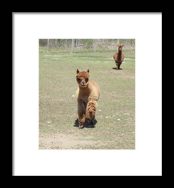 Alpaca Framed Print featuring the photograph Here we come by Kim Galluzzo Wozniak