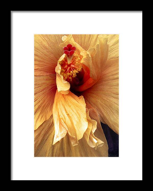 Hibiscus Framed Print featuring the photograph Hibiscus Interior by Nancy Griswold