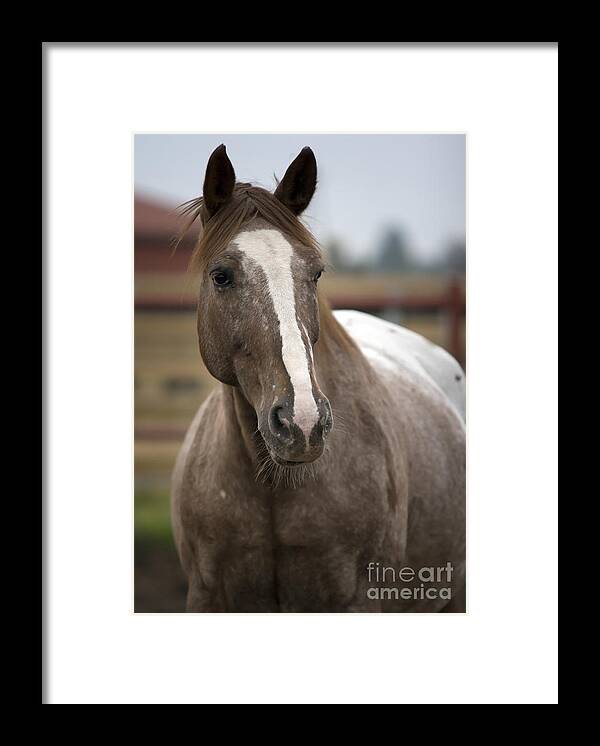 Horse Framed Print featuring the photograph Horse Portrait #1 by Ang El