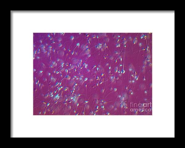 Differential Interference Contrast Microscopy Framed Print featuring the photograph Human Sperm, Dic #1 by M. I. Walker