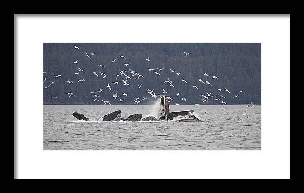 Mp Framed Print featuring the photograph Humpback Whale Megaptera Novaeangliae #1 by Matthias Breiter