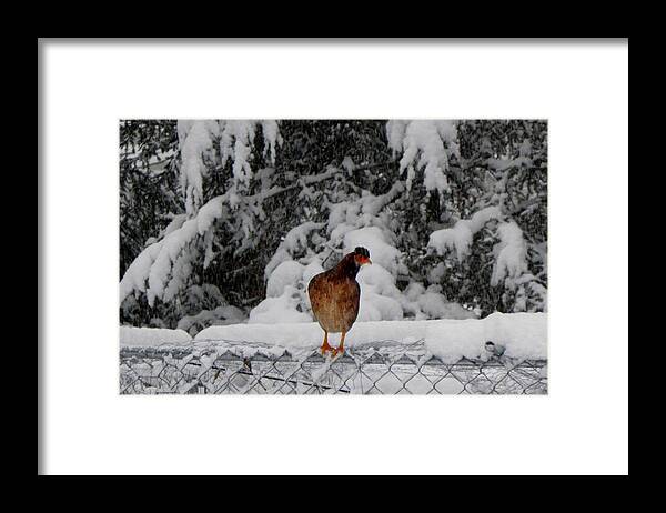 Wild Framed Print featuring the photograph I see you looking at me by Kim Galluzzo Wozniak