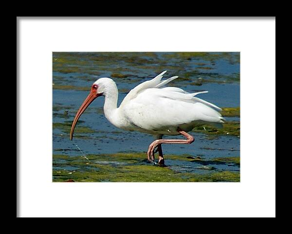 Ibis Framed Print featuring the photograph Ibis 2 #1 by Joe Faherty