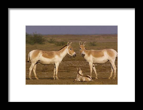 Mp Framed Print featuring the photograph Indian Wild Ass Equus Hemionus Khur #1 by Pete Oxford