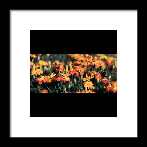 Photo Framed Print featuring the photograph #instacanvas #instagrammers #1 by Torbjorn Schei