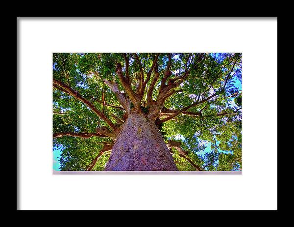 Kauri Tree Framed Print featuring the photograph Kauri Tree #1 by Harry Strharsky