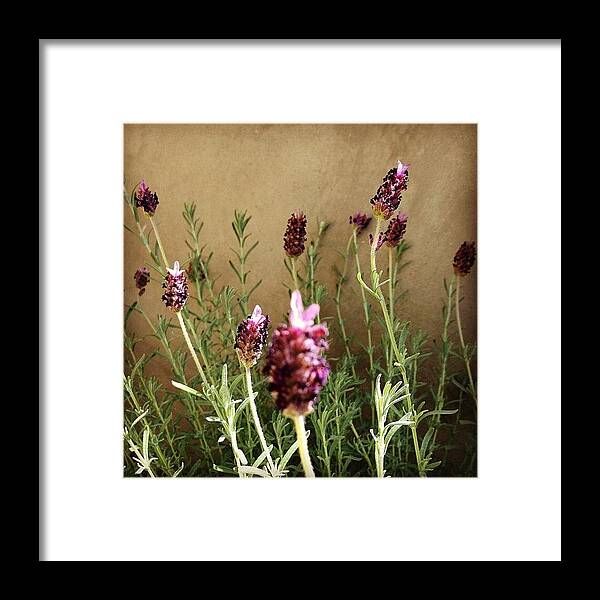Lavender Framed Print featuring the photograph Lavender #1 by Lana Rushing
