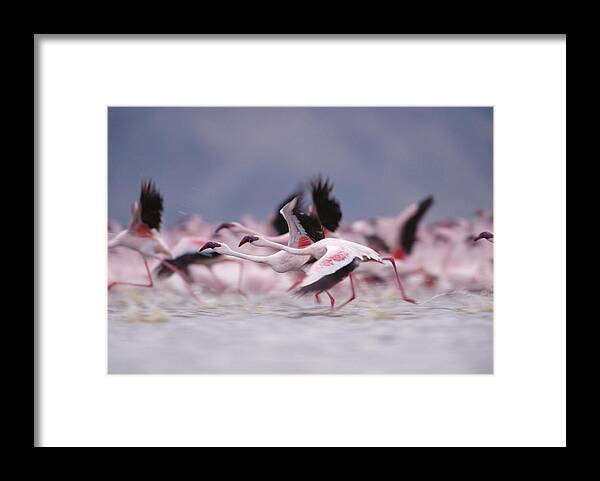 00172131 Framed Print featuring the photograph Lesser Flamingo Flock Taking Flight #1 by Tim Fitzharris