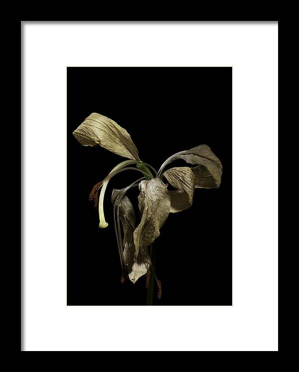 Flower Framed Print featuring the photograph Lily by Nathaniel Kolby