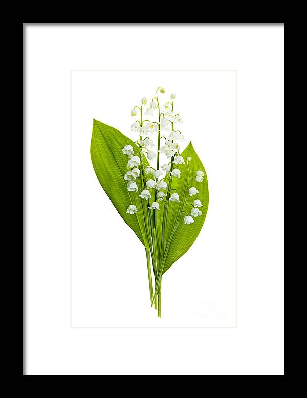 Flower Framed Print featuring the photograph Lily-of-the-valley flowers #4 by Elena Elisseeva