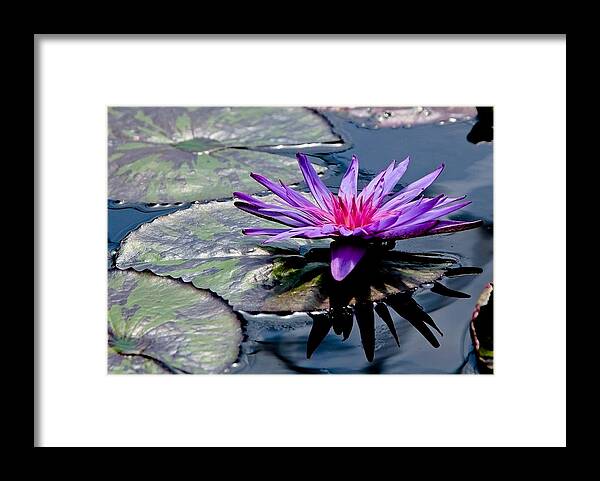 Lily Pad Framed Print featuring the photograph Lily Pad With Flower by Athena Mckinzie