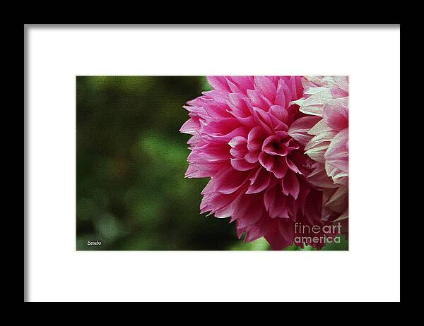 Flower Framed Print featuring the photograph Little Secrets #1 by Eena Bo
